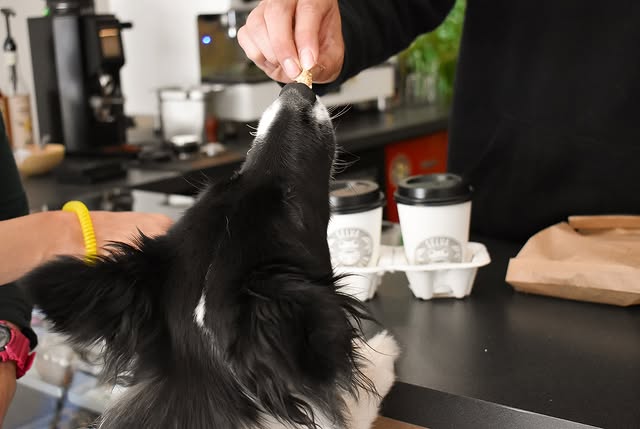 Perrito en la barra de SELVA, pet friendly